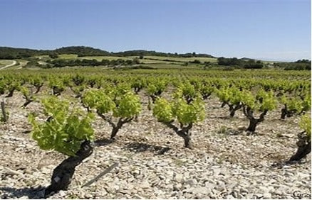 Connaissez-vous le Tavel ?